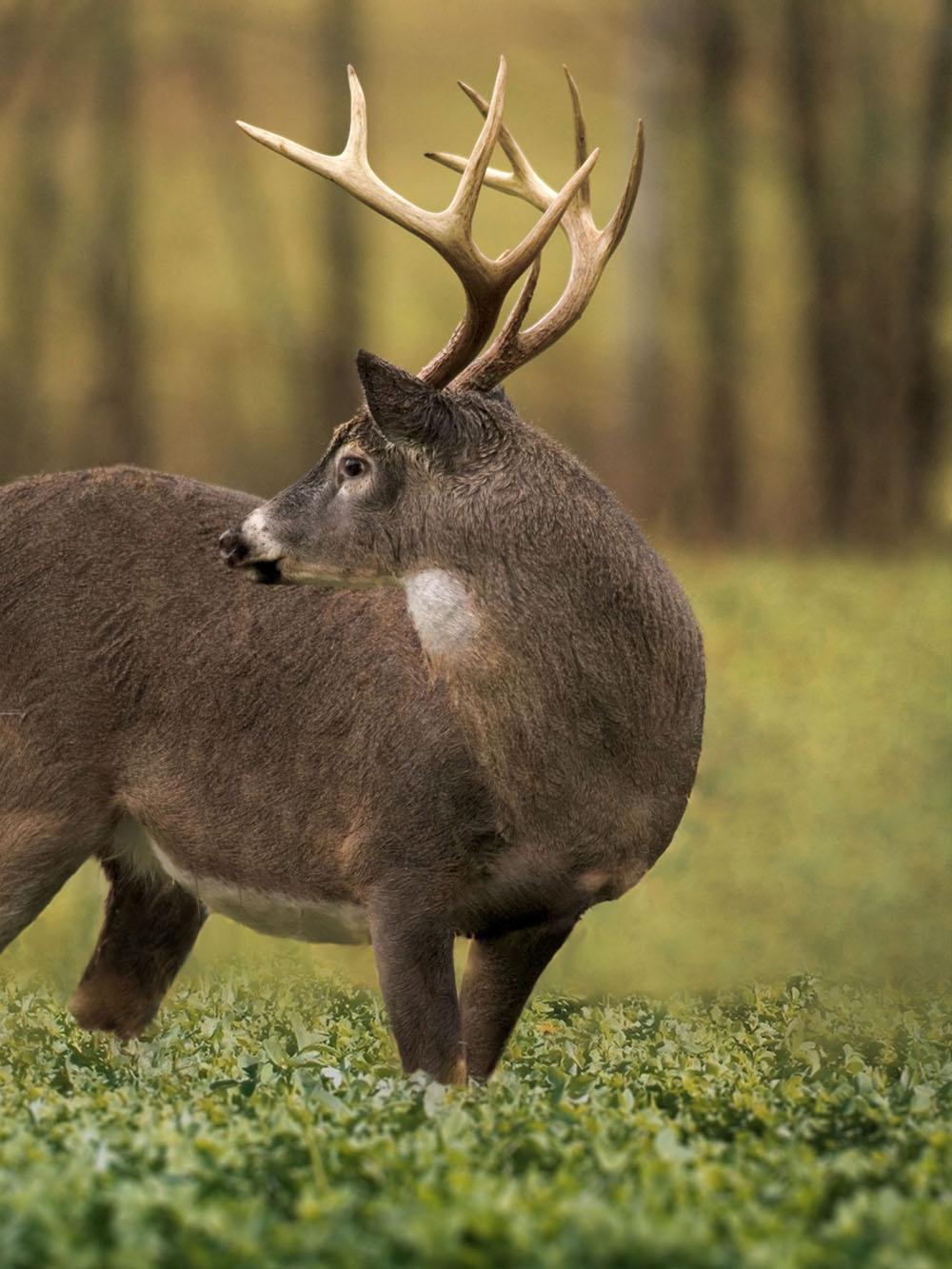 Buck's Banquet Mix